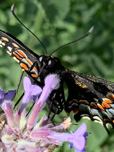 Black swallowtail
