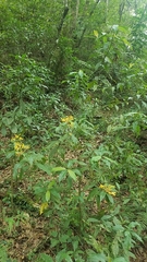 Palicourea padifolia