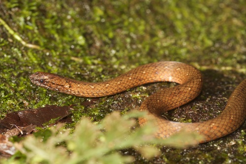 Rustyhead Snake