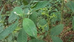 Palicourea galeottiana