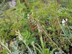 Astragalus australis
