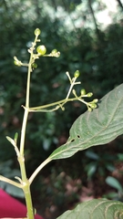 Palicourea galeottiana