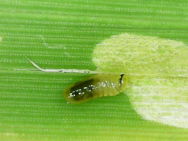 Pseudonapomyza asiatica
