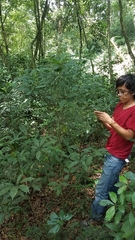 Palicourea galeottiana