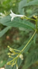 Palicourea galeottiana