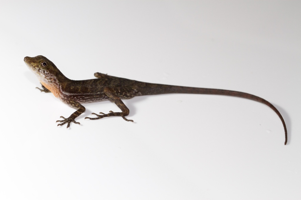 Dappled Anole