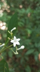 Palicourea galeottiana