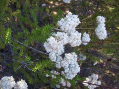 Eriogonum fasciculatum foliolosum