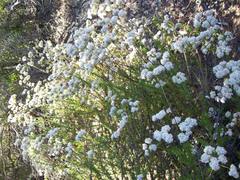 Eriogonum fasciculatum foliolosum