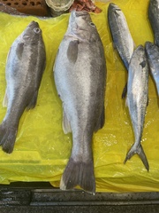 Saw-Edged Perch photo 3