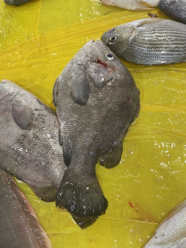 Black fin javelinfish (Hapalogenys nigripinnis) — Hapalogenyidae — 3