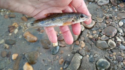 Siberian gudgeon (Gobio cynocephalus) — Cyprinidae — 2