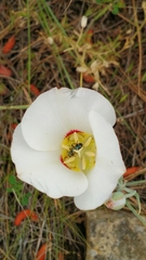 Calochortus nuttallii