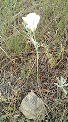 Calochortus nuttallii