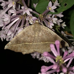 Eutrapela clemataria