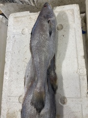 Brown Croaker photo 2