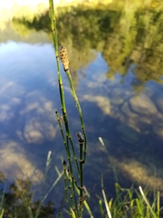 Equisetum laevigatum