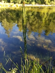 Equisetum laevigatum
