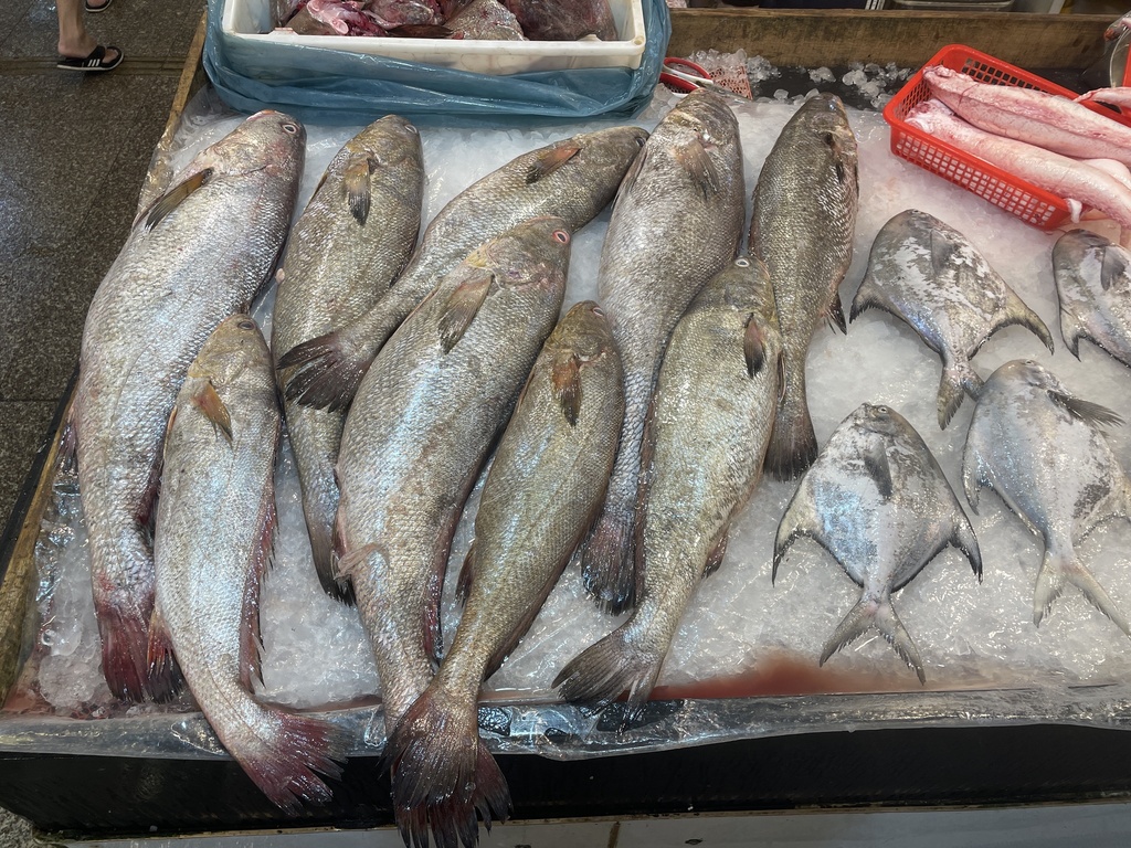 Brown Croaker