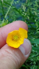 Ranunculus repens