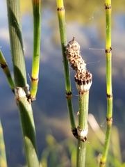 Equisetum laevigatum