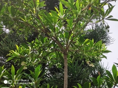 Elaeocarpus hainanensis