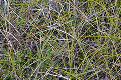 Clematis afoliata