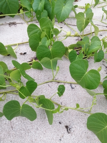 Image of Ipomoea violacea by (c) Jorge Armín Escalante-Pasos, some rights reserved (CC BY)