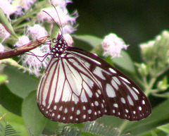 Ideopsis juventa