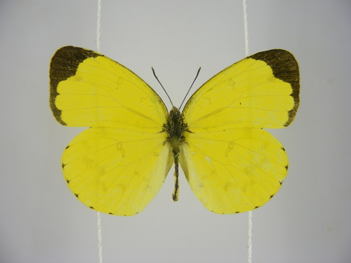 Malagasy Grass Yellow