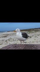 Larus occidentalis
