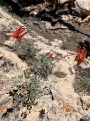 Aquilegia desertorum