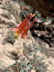 Aquilegia desertorum