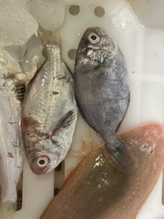 Japanese Butterfish photo 2