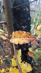 Nothofagus glauca