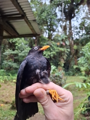 Pale-Eyed Thrush photo 5