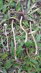 Panaeolus cinctulus