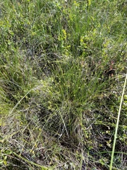 Carex exilis