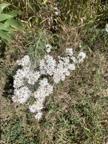 heath aster