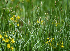 Carex siccata