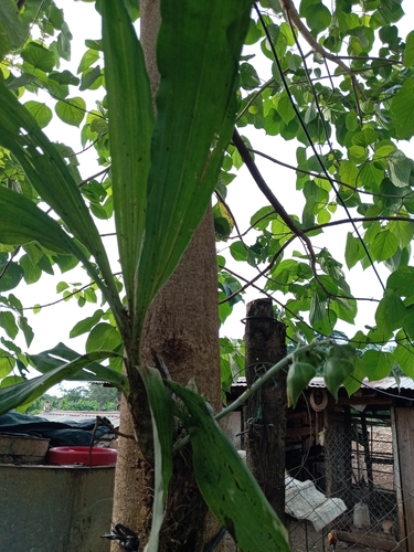 Image of Catasetum integerrimum by (c) Rosalinda Melendrez, some rights reserved (CC BY)