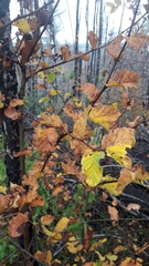 Nothofagus glauca