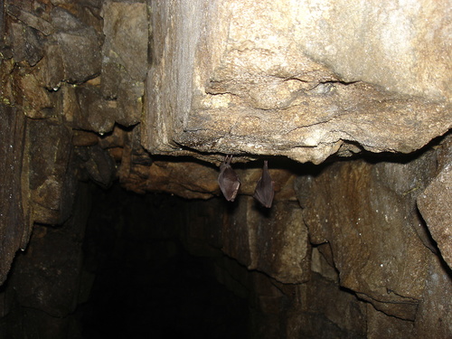 Rhinolophus hipposideros