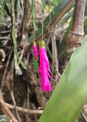Foto de Flor-de-maio
