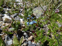 Eritrichium argenteum