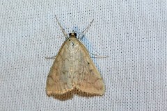 Hahncappsia pergilvalis