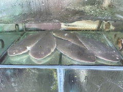 Half-Smooth Tongue Sole photo 2