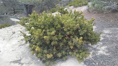 Arctostaphylos confertiflora