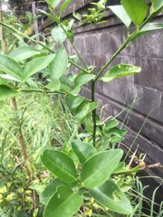 Citrus × latifolia