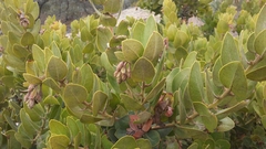 Arctostaphylos confertiflora